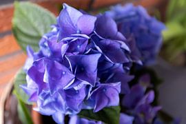 Les premières fleurs du jardin d'Emsland sur Bianca Meyering Fotos - BMF
