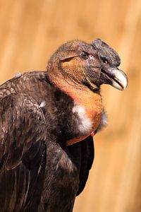 Andes condor roofvogel