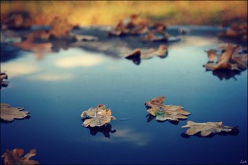 Leaves.