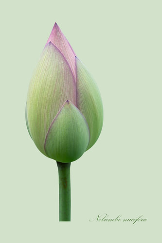 Lotusknospen auf einfarbigem Hintergrund