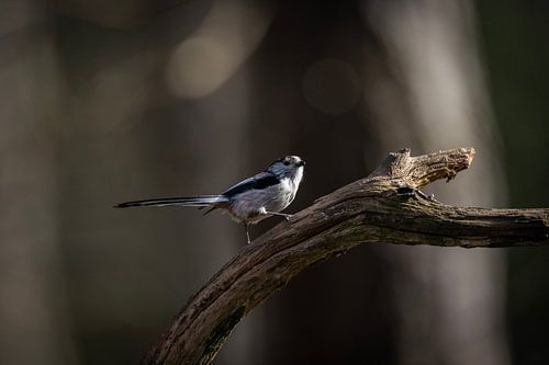 staartmees Aegithalos caudatus