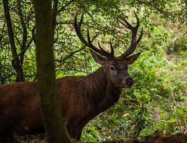 Bronzezeit 2020 von Michel Van Giersbergen