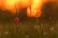 Kievitsbloem bij zonsondergang van Erik Veldkamp thumbnail