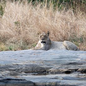 Lionne au repos sur Lex van Doorn
