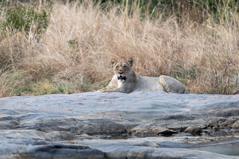 Resting Lioness by Lex van Doorn