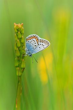 Break a leg - butterfly in green by Karla Leeftink