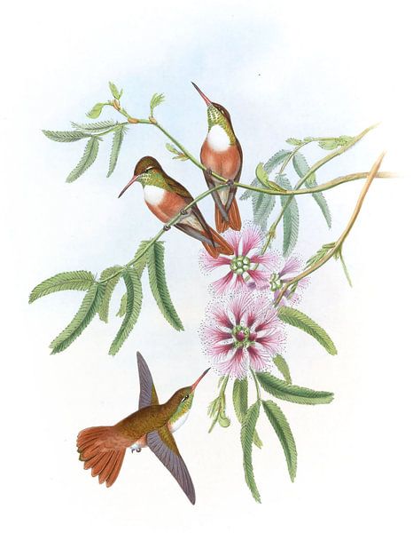 Amazili à poitrine blanche, John Gould par Hummingbirds