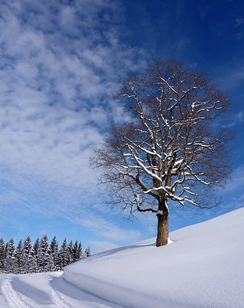 Winter in de Allgäu van Renate Knapp