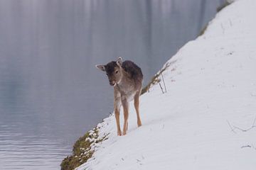 Jong Damhertje gaat drinken in het winterse landschap van Merijn Loch