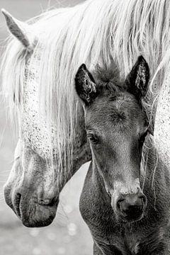 The Foal, Jacky Parker by 1x