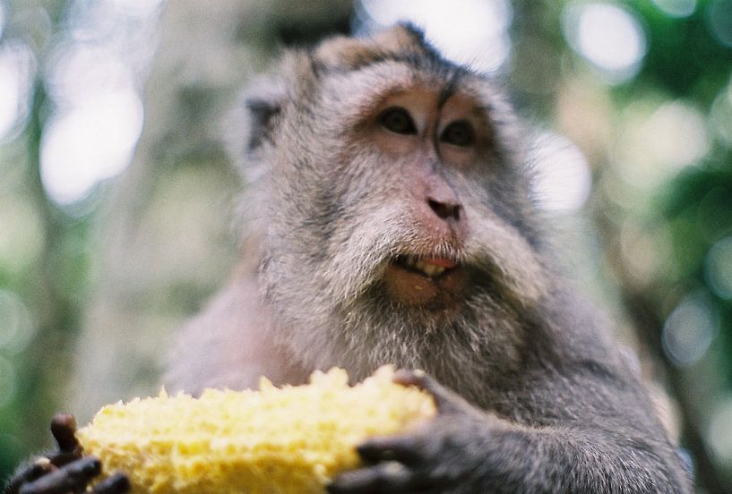 Macaque monkey (35-mm film) by Tim van Deursen