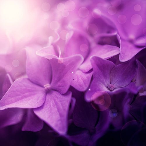 Fleurs roses de rêve