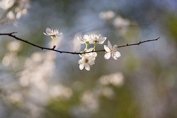White blossom against a sparkling background (Japanese style) by Birgitte Bergman
