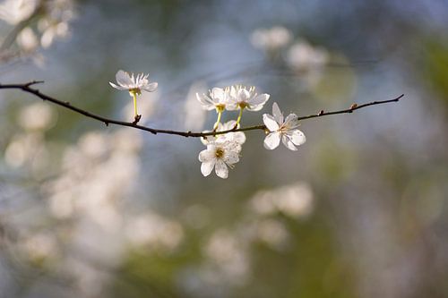 Weiße Blüte vor funkelndem Hintergrund (japanischer Stil)