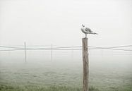 Eenzame meeuw in landschap van Marcel van Balken thumbnail