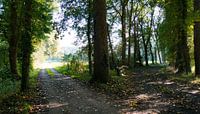 Junction in the woods