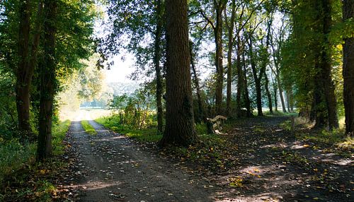Tweesprong in het bos