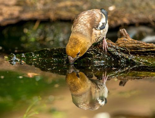 Appelvink aan het drinken