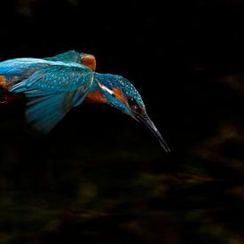 Ijsvogel bidt van Gejo Wassink
