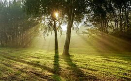 Zonnestralen door de bomen by Dirk van Egmond