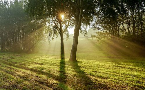 Zonnestralen door de bomen