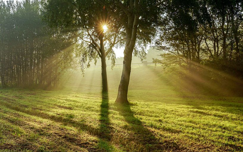 Zonnestralen door de bomen par Dirk van Egmond