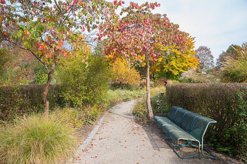 automne au Westpark de Munich, allée avec banc, cerisiers avec par SusaZoom
