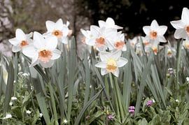 White daffodils - Meadow plants and Zen Spring by Carolina Reina Photography