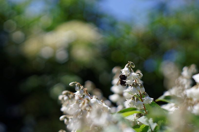 Bee in the Garden - 2016 von Timmy Bouwmann
