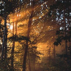 De zon schijnt in het bos van Florian Kunde