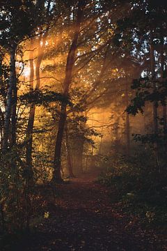 Die Sonne scheint in den Wald