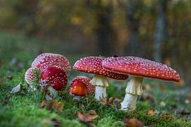 Paddenstoelen von Cor Pot