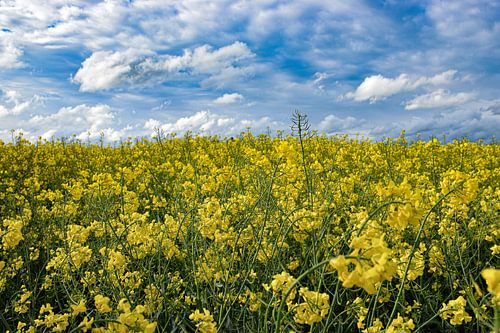 Fields of gold