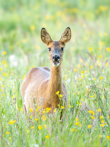 Roe deer in the field