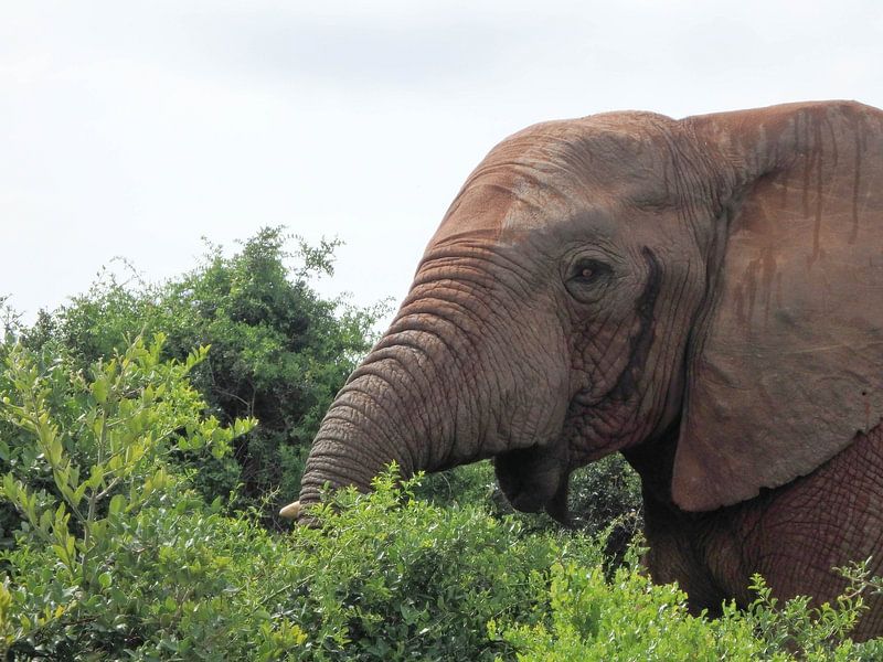 Olifant aan het eten by Robin van Tilborg