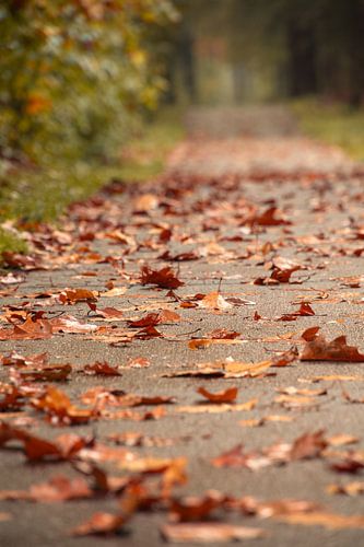 Herfstbladeren op een fietspad