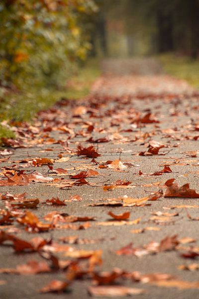 Autumn leaves on a cycle path by Marloes ten Brinke