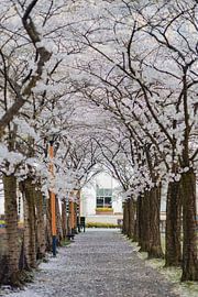 Spring in full bloom. Walking through the cherry blossom tunnels of Amstelveen. by Mohit Hambiria