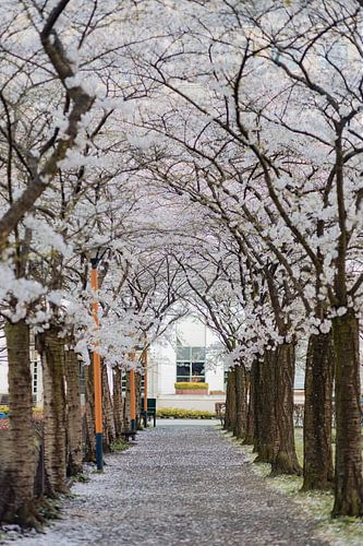 Der Frühling in voller Blüte. Ein Spaziergang durch die Kirschblütentunnel von Amstelveen.