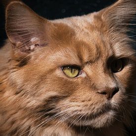 Maine Coon im Spiel von Licht und Schatten von Lakeside Explorer