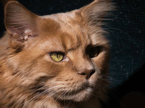 Maine Coon im Spiel von Licht und Schatten