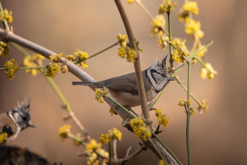 the crested tit is here again by Hilda van den Burgt