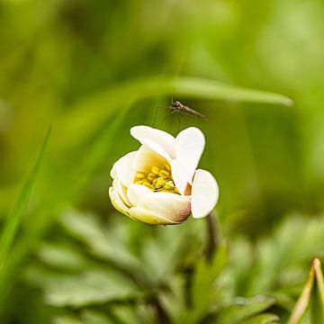 Ich, sagte die Mücke, sitze oben auf einer Anemone. von Huub de Bresser