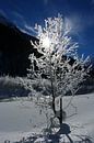 Winter Wonderland van Christiane Schulze thumbnail