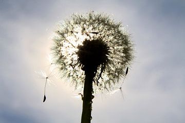 Paardebloem tegen het licht van Karina Baumgart