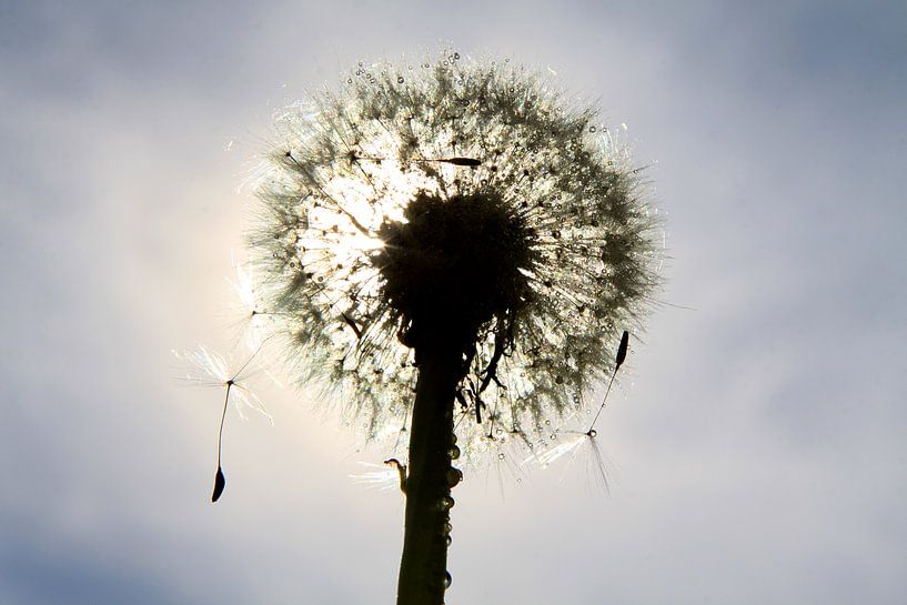 Dandelion against the light by Karina Gebert