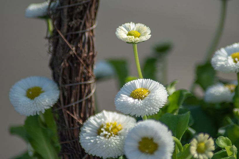 Flower von Tomas S.