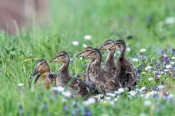 Tous les canetons, le colvert avec les petits. sur Sven Scraeyen