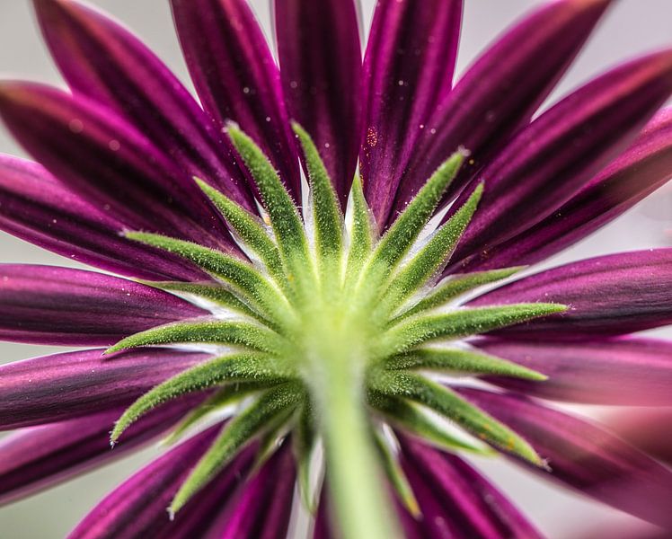 Spanish Daisy by MirjamCornelissen - Fotografie