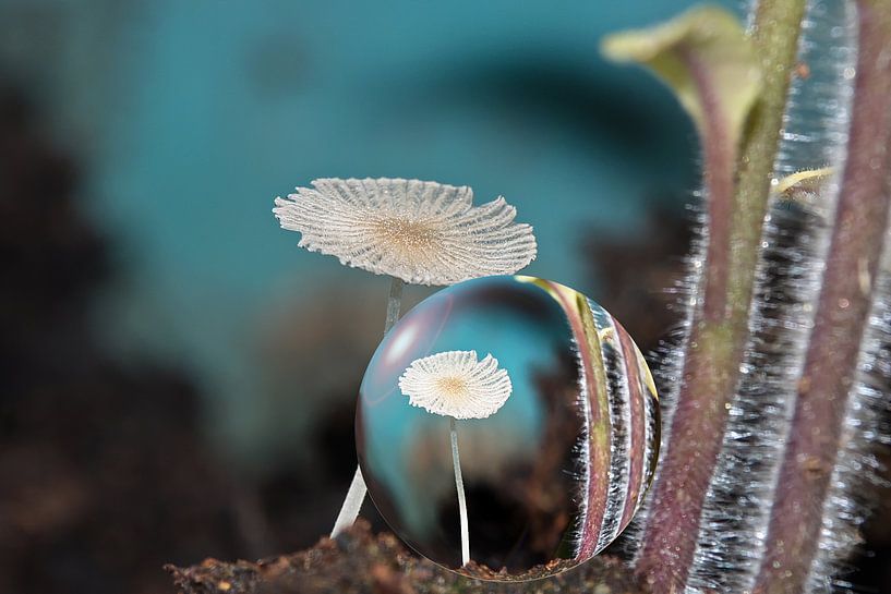 Magie in de tuin van Christine Nöhmeier